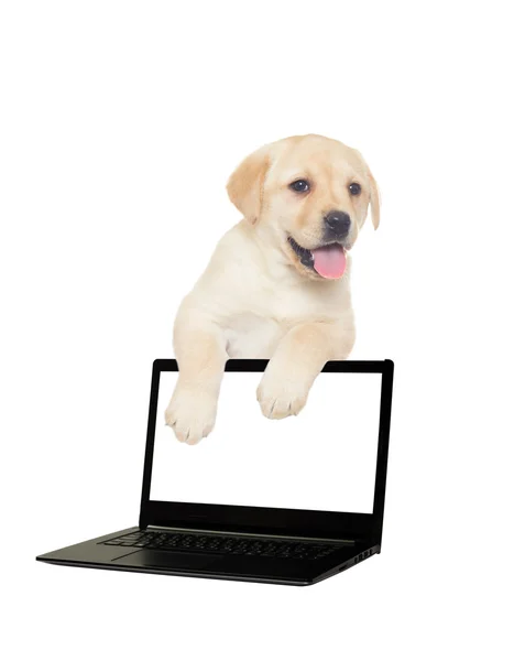 Labrador puppy and a computer on a white background isolated — Stock Photo, Image