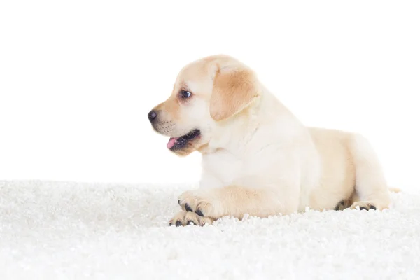 Labrador su una coperta soffice — Foto Stock