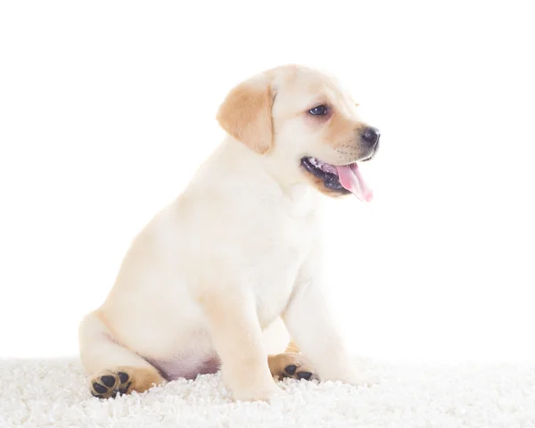 Filhote de cachorro labrador engraçado sentado no tapete fofo em um fundo branco — Fotografia de Stock