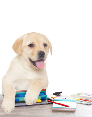 İzole beyaz bir arka plan üzerinde school ve köpek aksesuarları