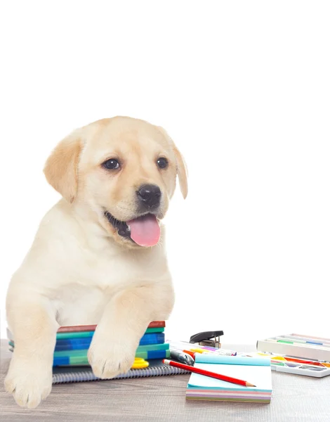 Accessories from school and puppy on a white background isolated — Stock Photo, Image