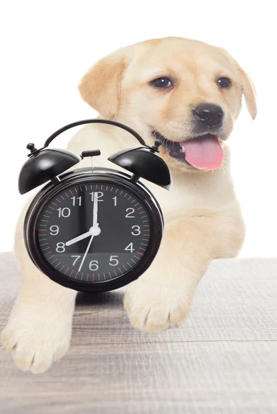 Alarm clock and Labrador — Stock Photo, Image