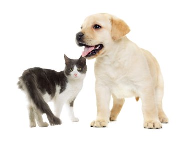 kedi ve köpek yavrusu Labrador