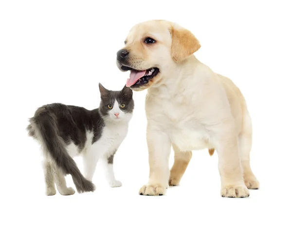 Кот и щенок лабрадор — стоковое фото