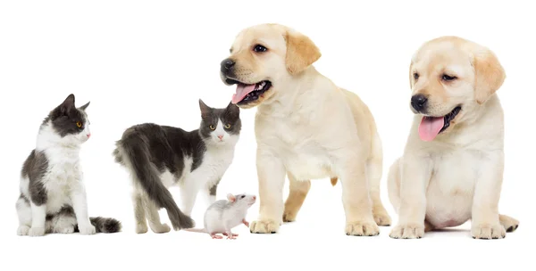 Katt och valp Labrador och råtta — Stockfoto