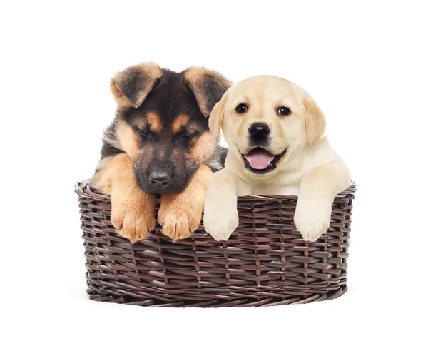 Ovčák štěně a Labrador štěně — Stock fotografie