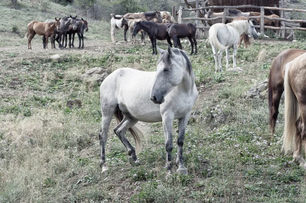 Um estábulos de cavalo — Fotografia de Stock