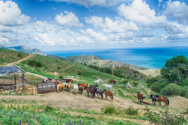 Cavalli e stalle in montagna sullo sfondo del mare — Foto Stock