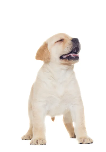 Funny labrador puppy — Stock Photo, Image