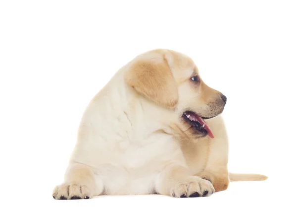 Funny labrador puppy — Stock Photo, Image