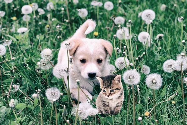 子犬と子猫の草に — ストック写真