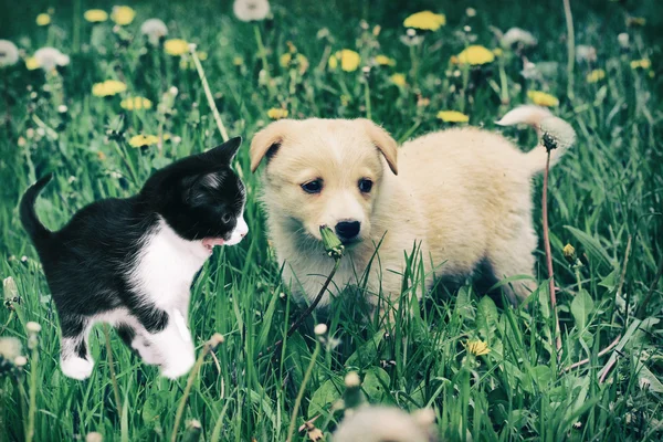 Κουτάβι και γατάκι στο γρασίδι — Φωτογραφία Αρχείου