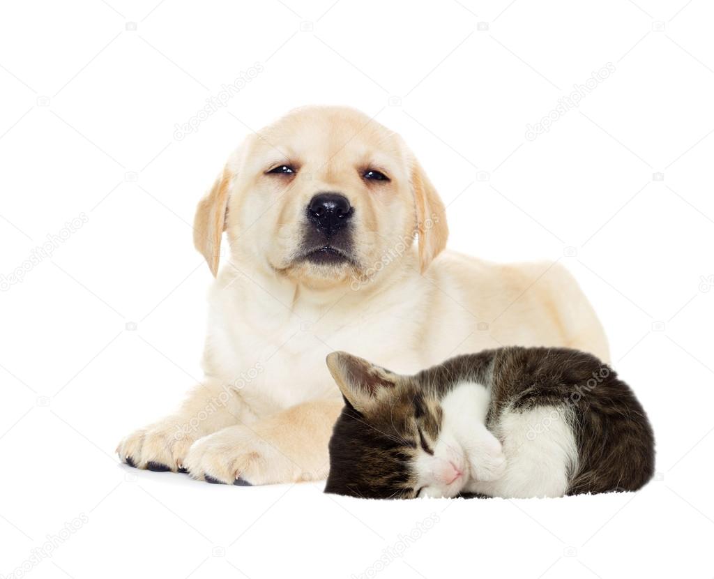 Puppy and kitten sleeping — Stock Photo © gurinaleksandr 105890732