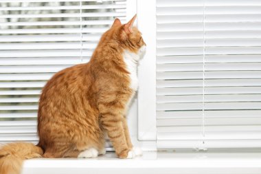 komik labrador yavrusu 