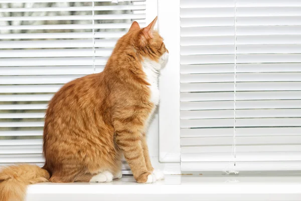 komik labrador yavrusu 