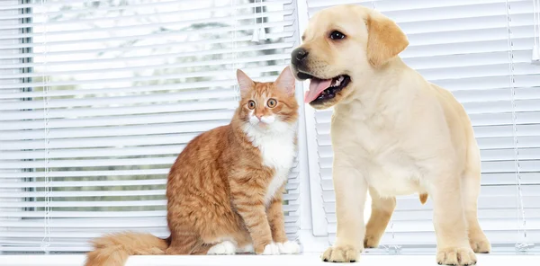 Anjing Labrador yang lucu — Stok Foto