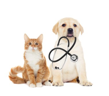 komik labrador yavrusu 