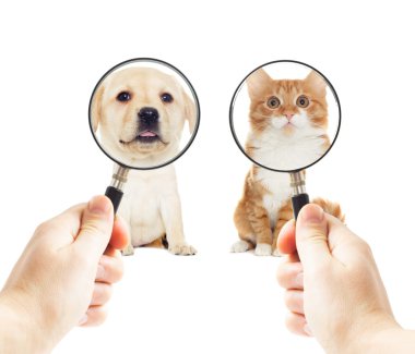 komik labrador yavrusu 