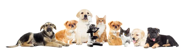 Set of pets — Stock Photo, Image