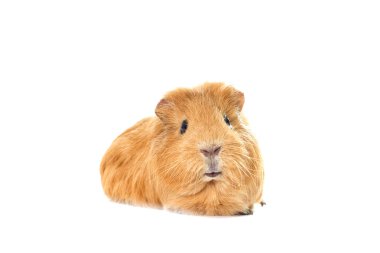 komik labrador yavrusu 