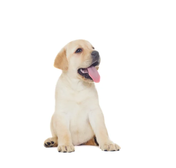 Cachorro labrador divertido — Foto de Stock