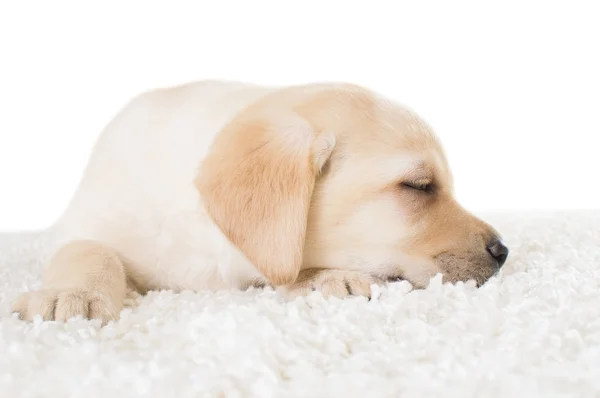 Śmieszne szczeniak labrador — Zdjęcie stockowe