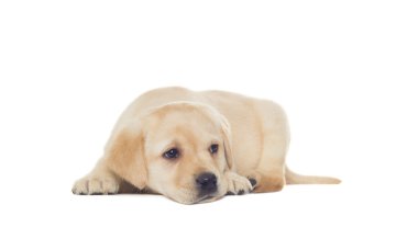 şirin bir labrador yatıyor