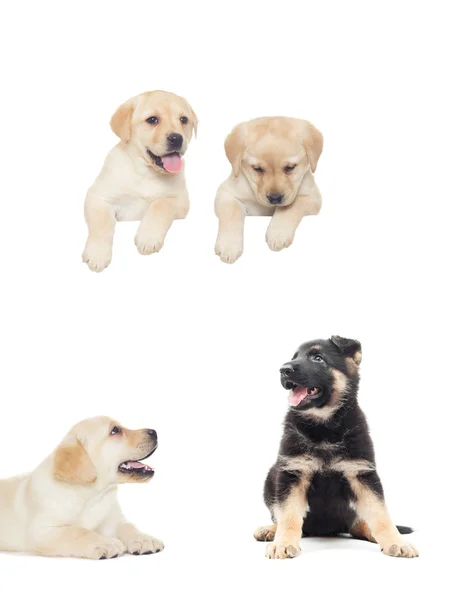 Drôle labrador chiot et berger sur un fond blanc — Photo