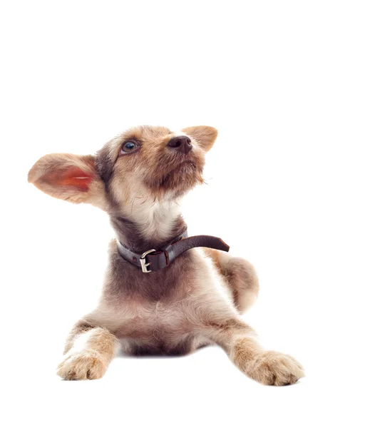 Funny looking puppy — Stock Photo, Image