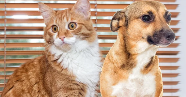 Красный кот и щенок на окне — стоковое фото