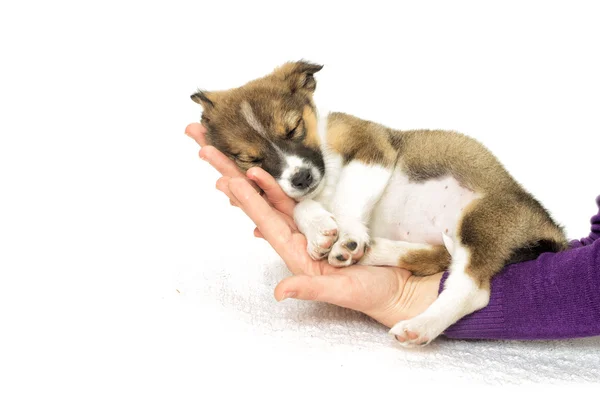 Cachorrinho pequeno dormindo nas mãos de — Fotografia de Stock