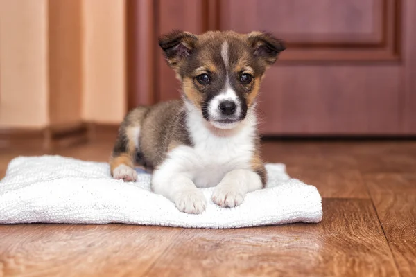 Pequeño cachorro miradas —  Fotos de Stock