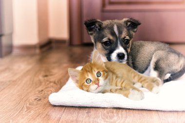 küçük yavru köpek ve kedi