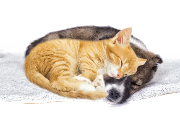 Cute red kitten and puppy sleeping on a fluffy white blanket — Stock Photo, Image