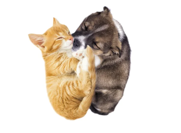 Carino gattino rosso e cucciolo dormire — Foto Stock