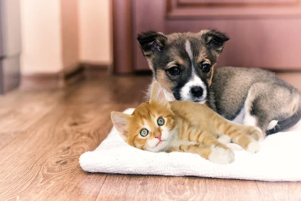 Kleine pup en kitten — Stockfoto