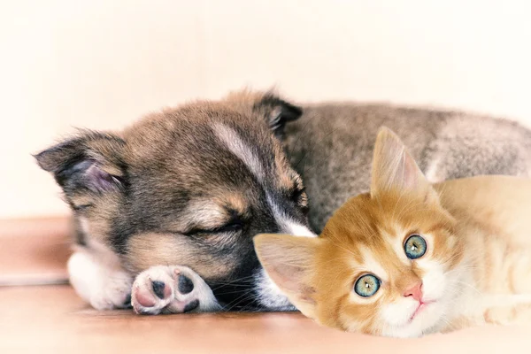 Little puppy and kitten — Stock Photo, Image