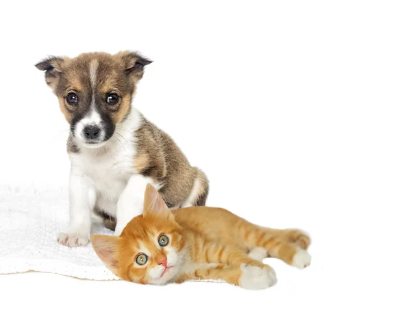 Little puppy and kitten — Stock Photo, Image