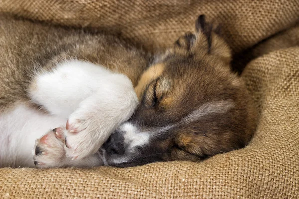 Um filhote de cachorro bonito dorme — Fotografia de Stock