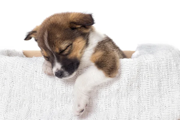 Un lindo cachorro duerme —  Fotos de Stock