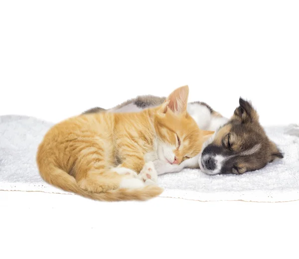 Carino gattino rosso e gattino dormire — Foto Stock