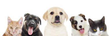 Köpek ve kedi bakan