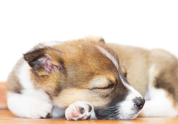 Cute puppy is sleeping — Stock Photo, Image