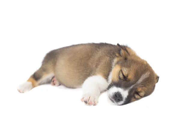 Смешной щенок спит на белом фоне — стоковое фото