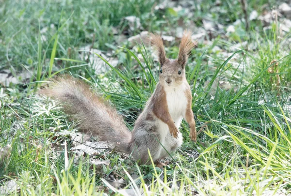 En ekorre ser ut — Stockfoto