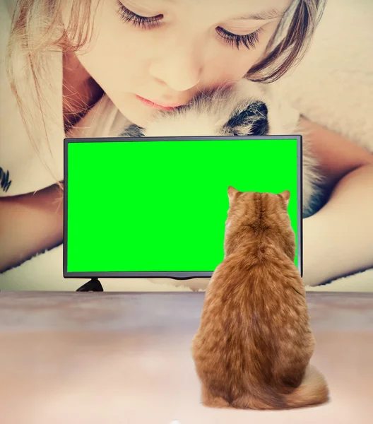 テレビを見ている猫 — ストック写真