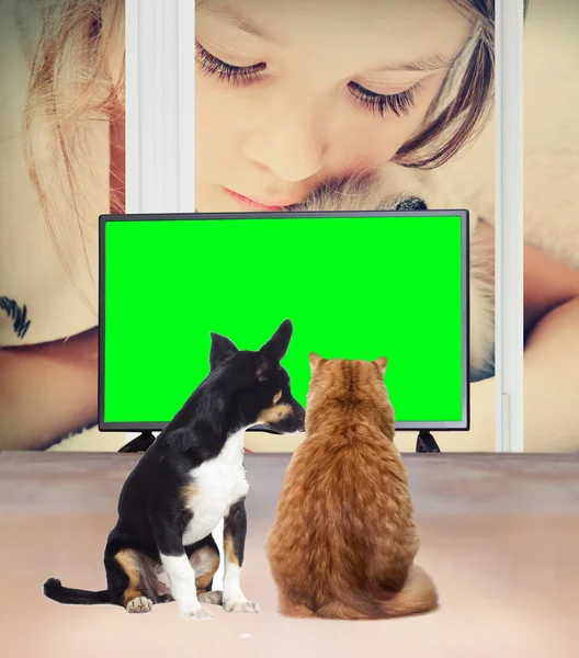 テレビを見ている猫 — ストック写真