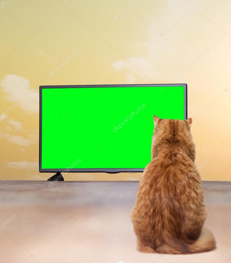 Aggregate more than 152 cat watching tv best vietkidsiq.edu.vn
