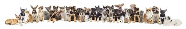 Set of pets — Stock Photo, Image