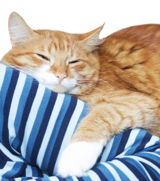 Рыжая кошка спит — стоковое фото